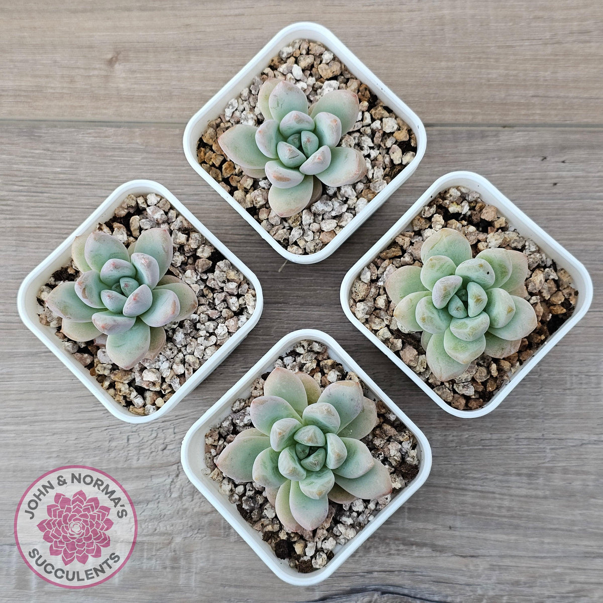 Echeveria 'Star Snow'