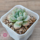 Echeveria 'Star Snow'