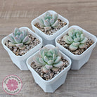 Echeveria 'Star Snow'