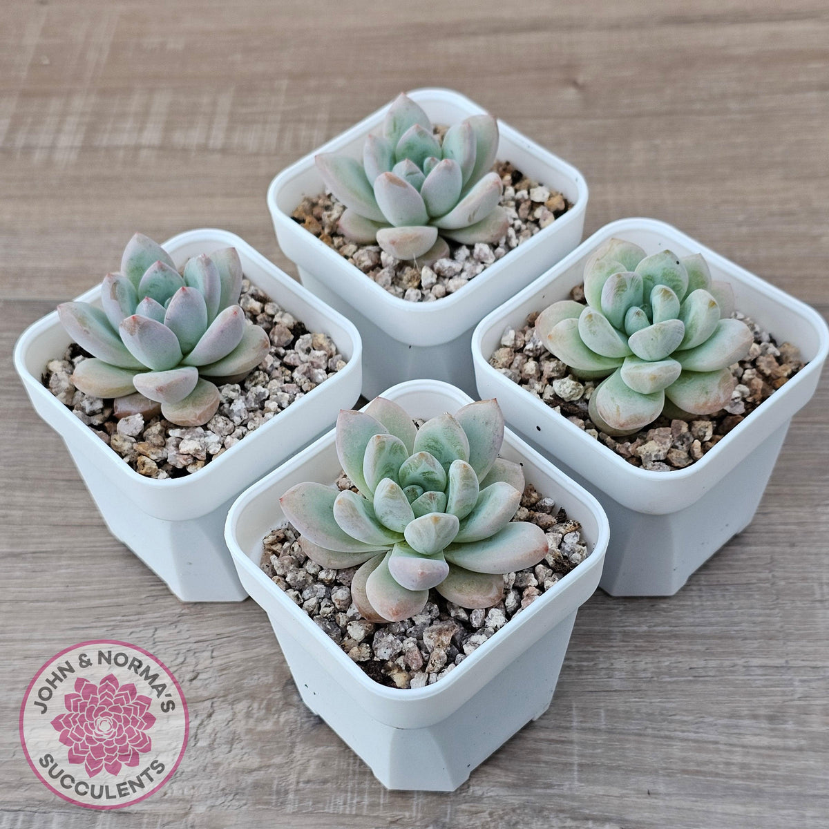 Echeveria 'Star Snow'