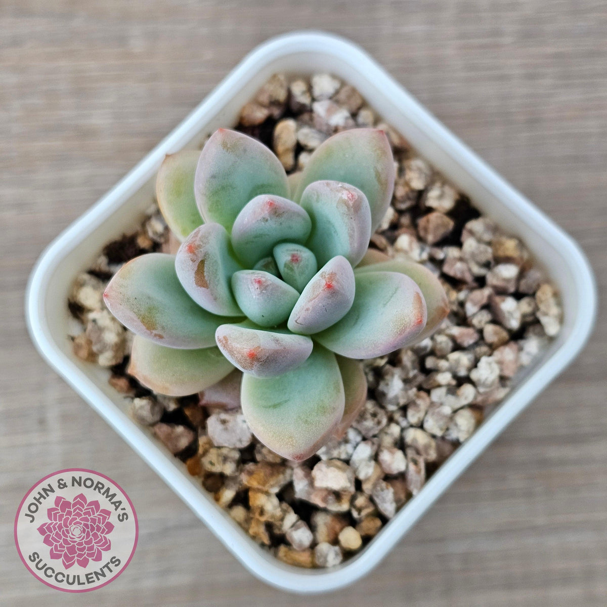 Echeveria 'Star Snow'
