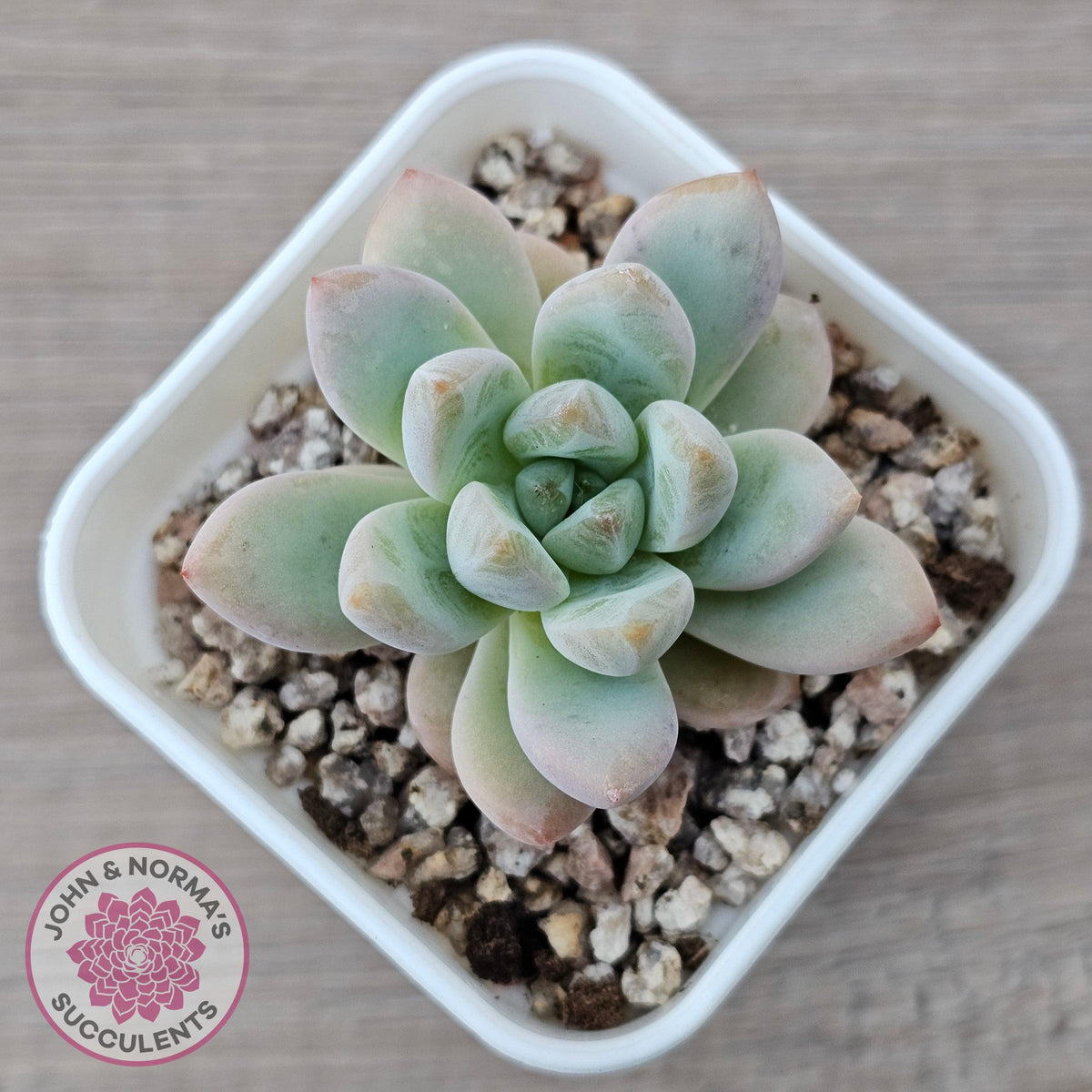 Echeveria 'Star Snow'
