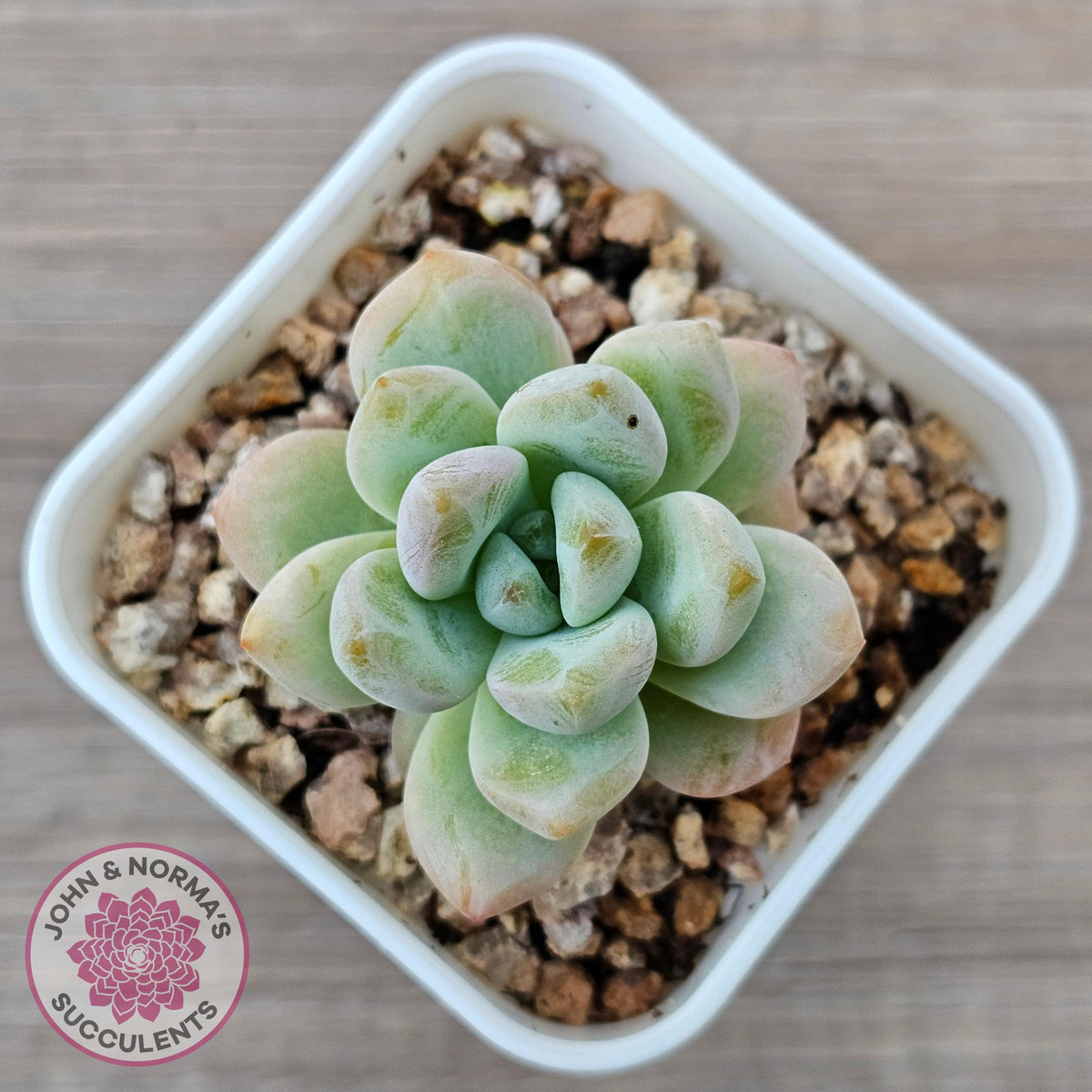 Echeveria 'Star Snow'