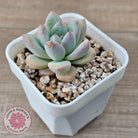 Echeveria 'Star Snow'