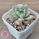 Echeveria 'Star Snow'
