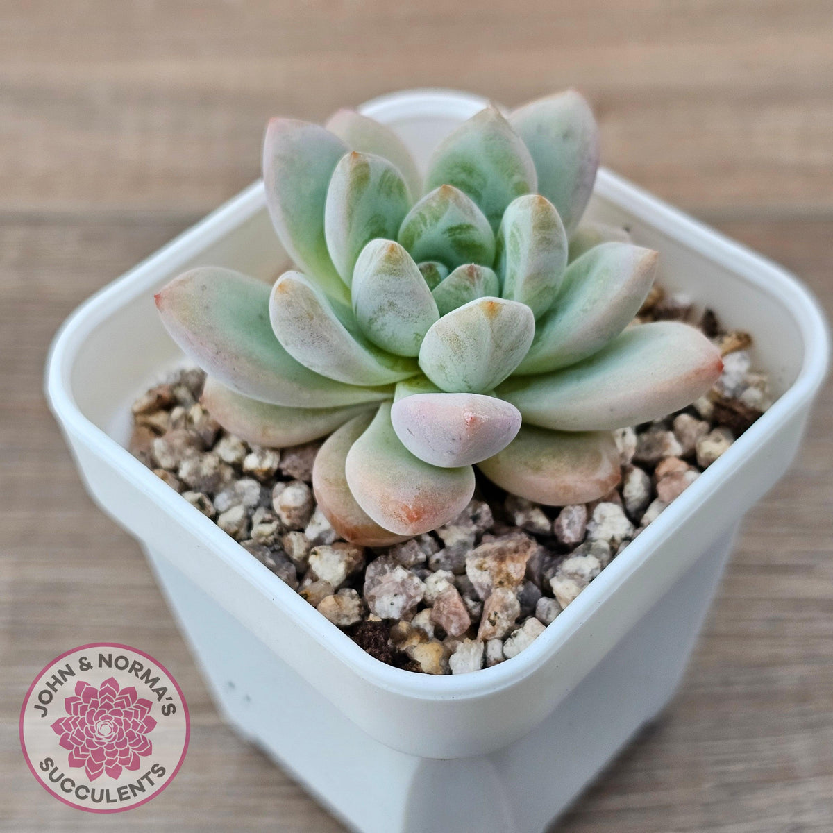 Echeveria 'Star Snow'