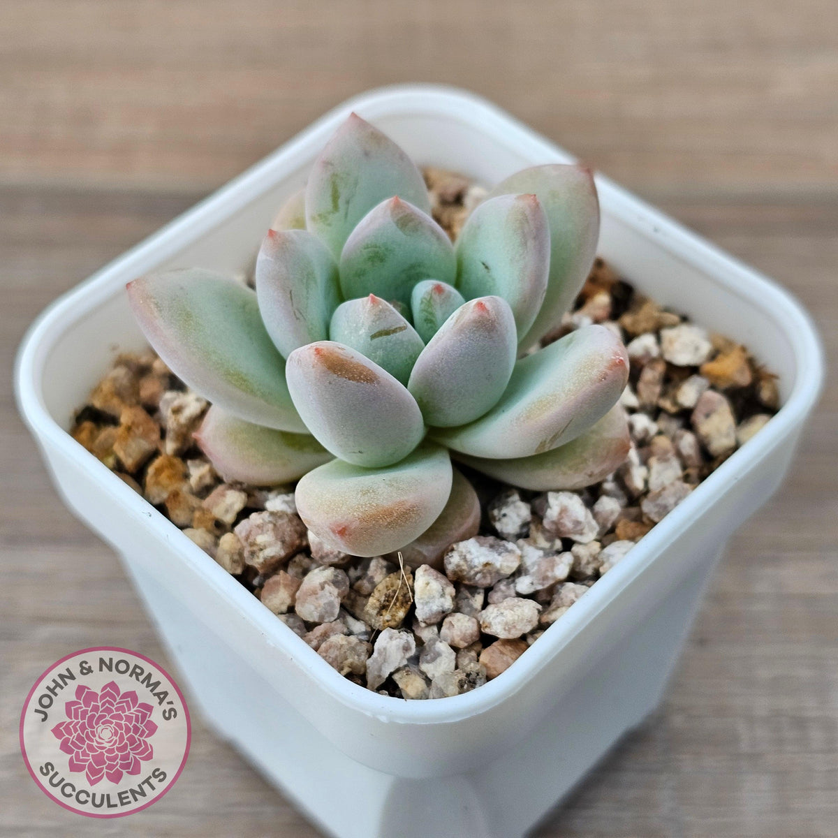 Echeveria 'Star Snow'