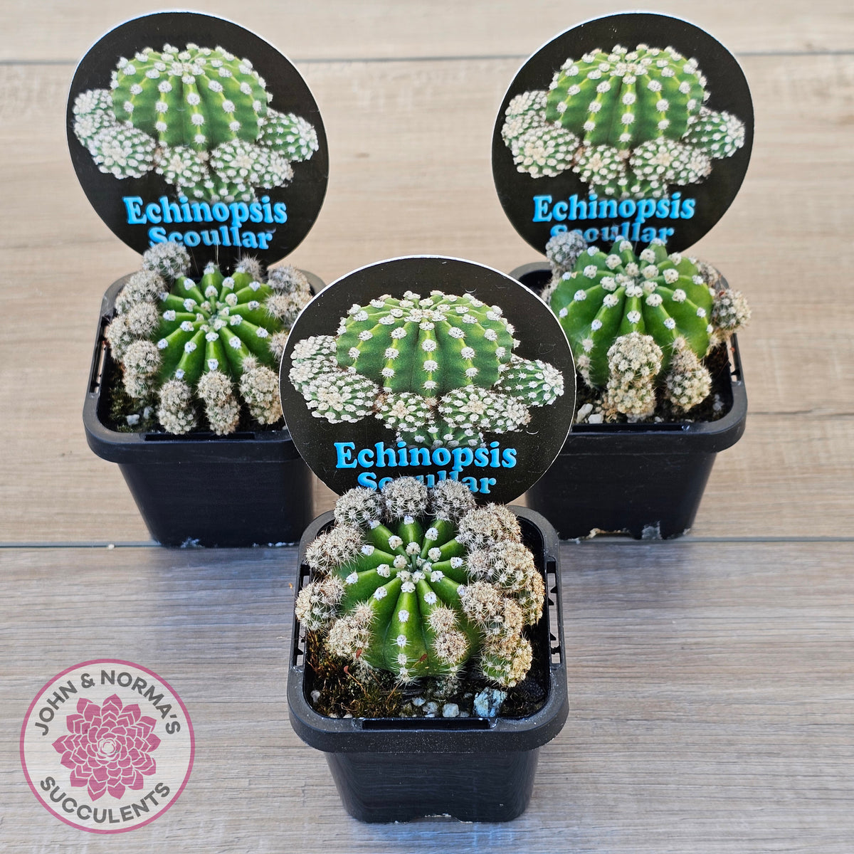 Echinopsis scoullar