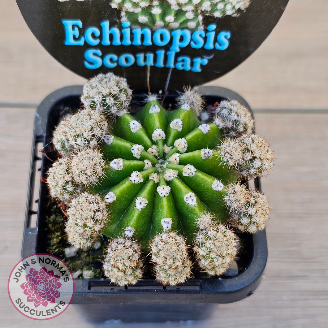 Echinopsis scoullar