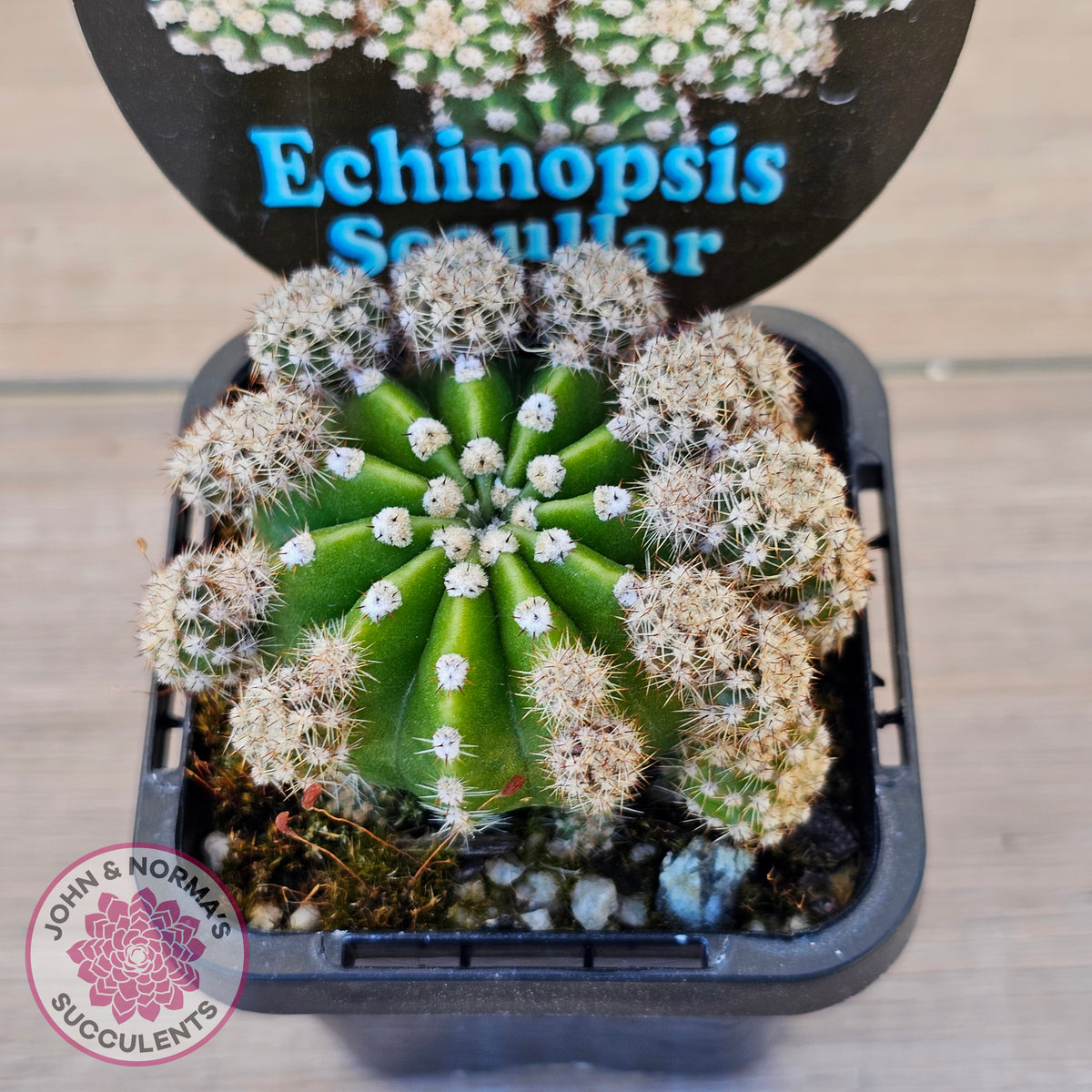 Echinopsis scoullar