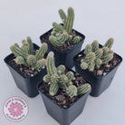 Echinopsis chamaecereus