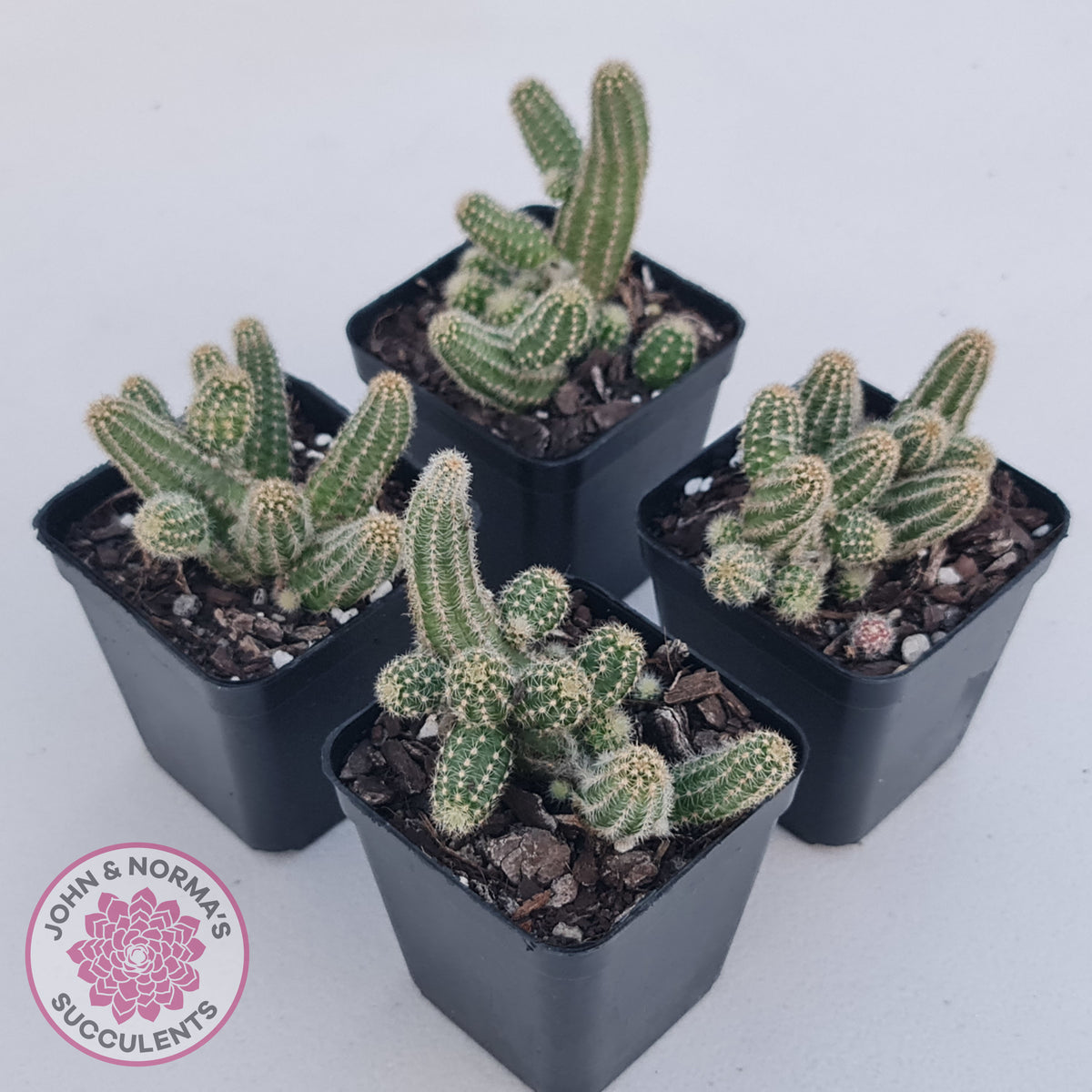 Echinopsis chamaecereus