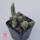 Echinopsis chamaecereus