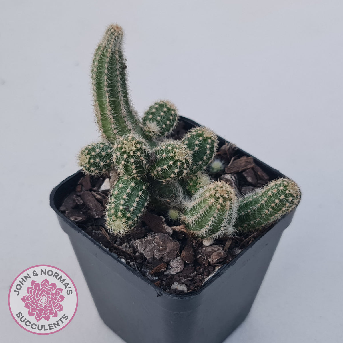 Echinopsis chamaecereus