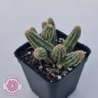 Echinopsis chamaecereus