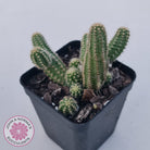 Echinopsis chamaecereus