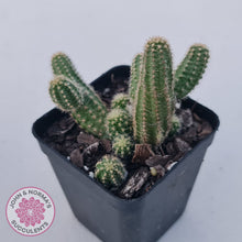 Load image into Gallery viewer, Echinopsis chamaecereus
