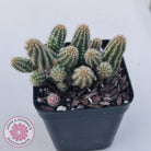 Echinopsis chamaecereus