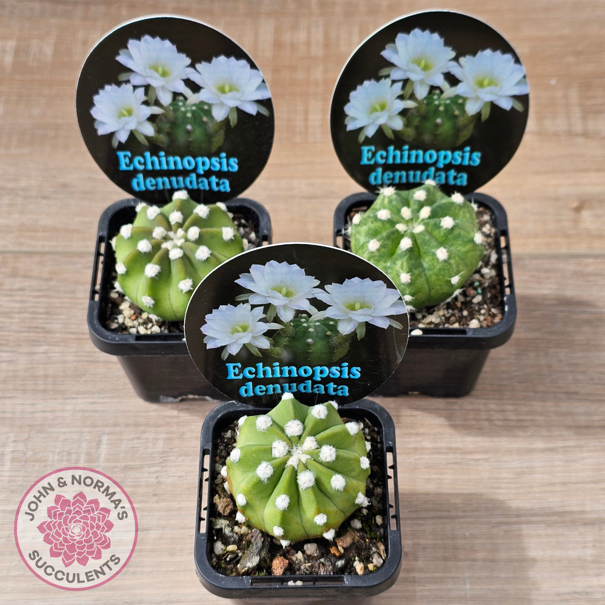 Echinopsis denudata