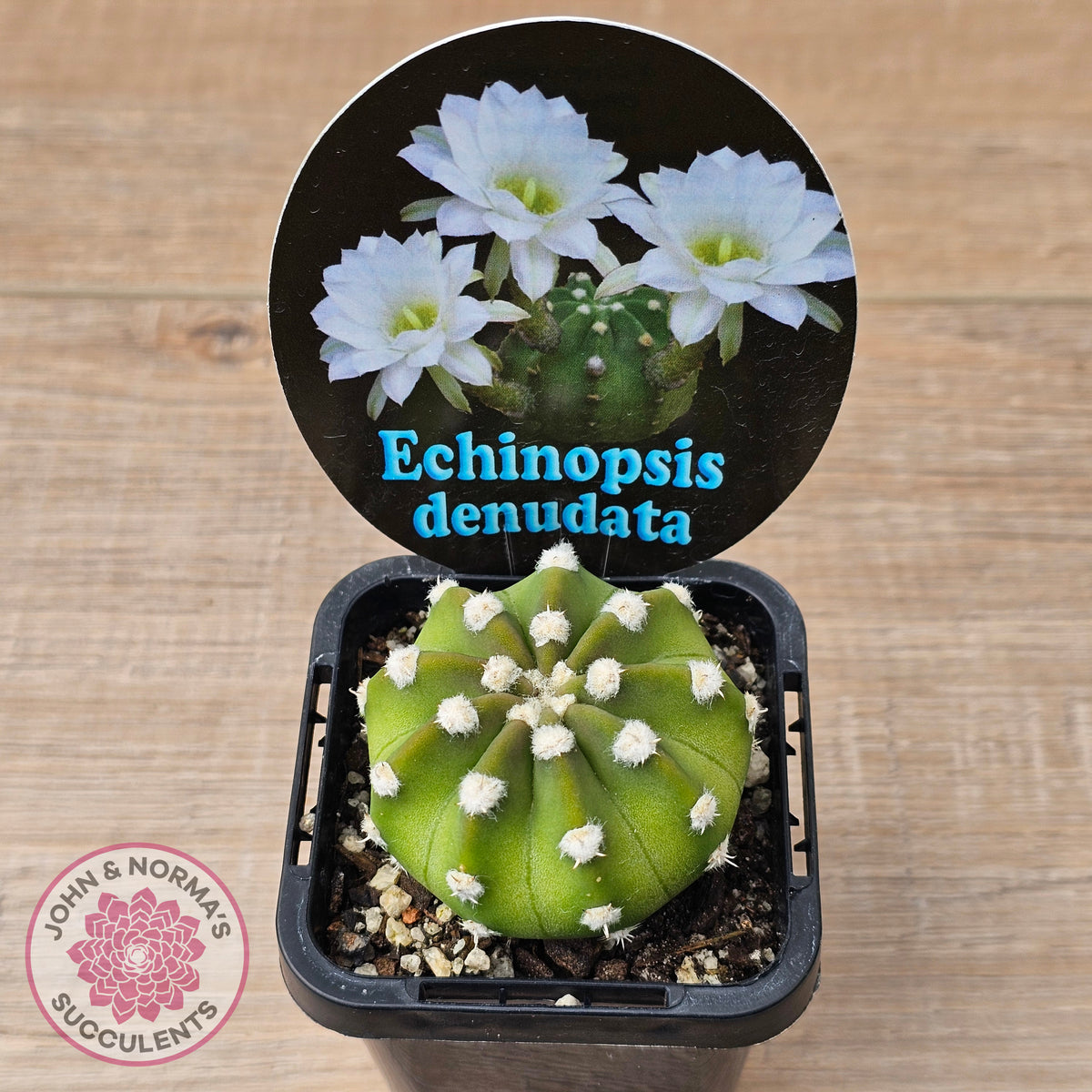 Echinopsis denudata