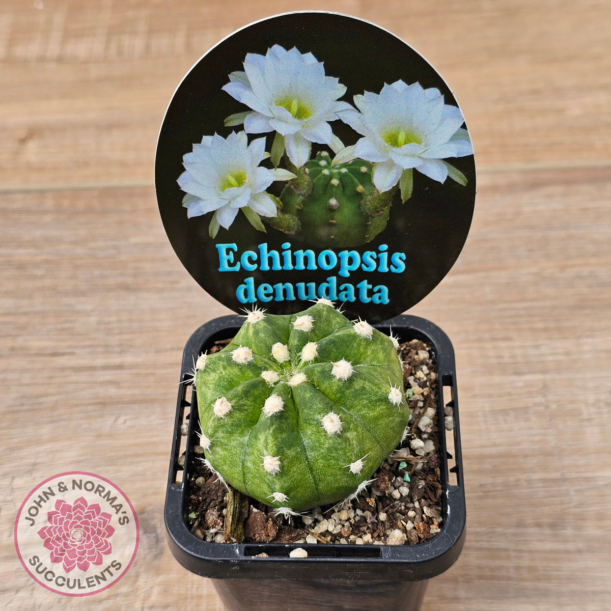 Echinopsis denudata