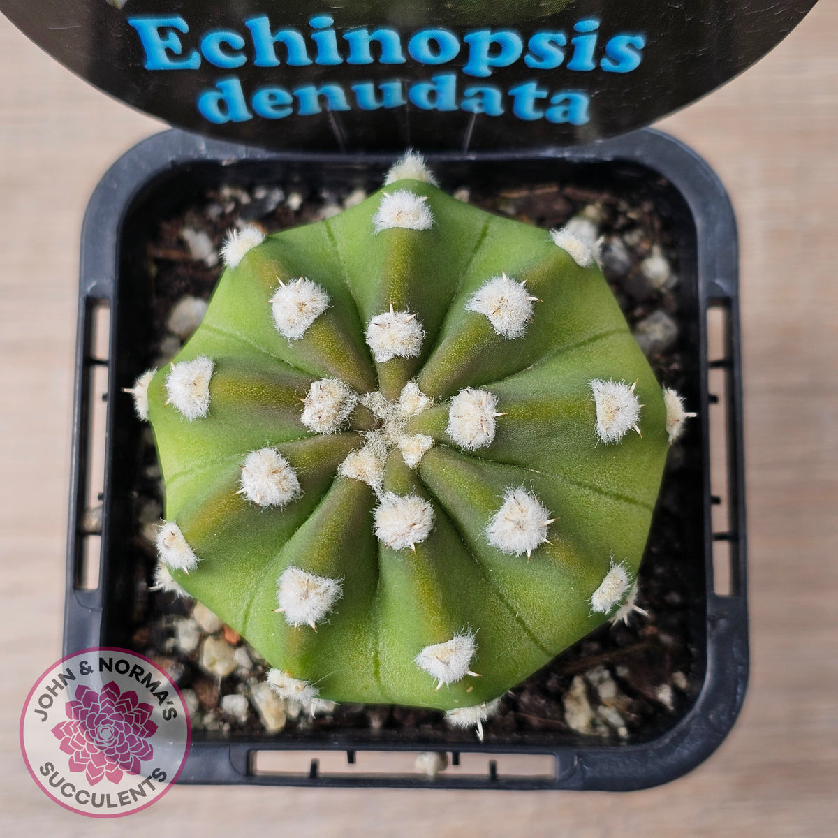 Echinopsis denudata