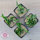 Euphorbia Flanaganii Crest