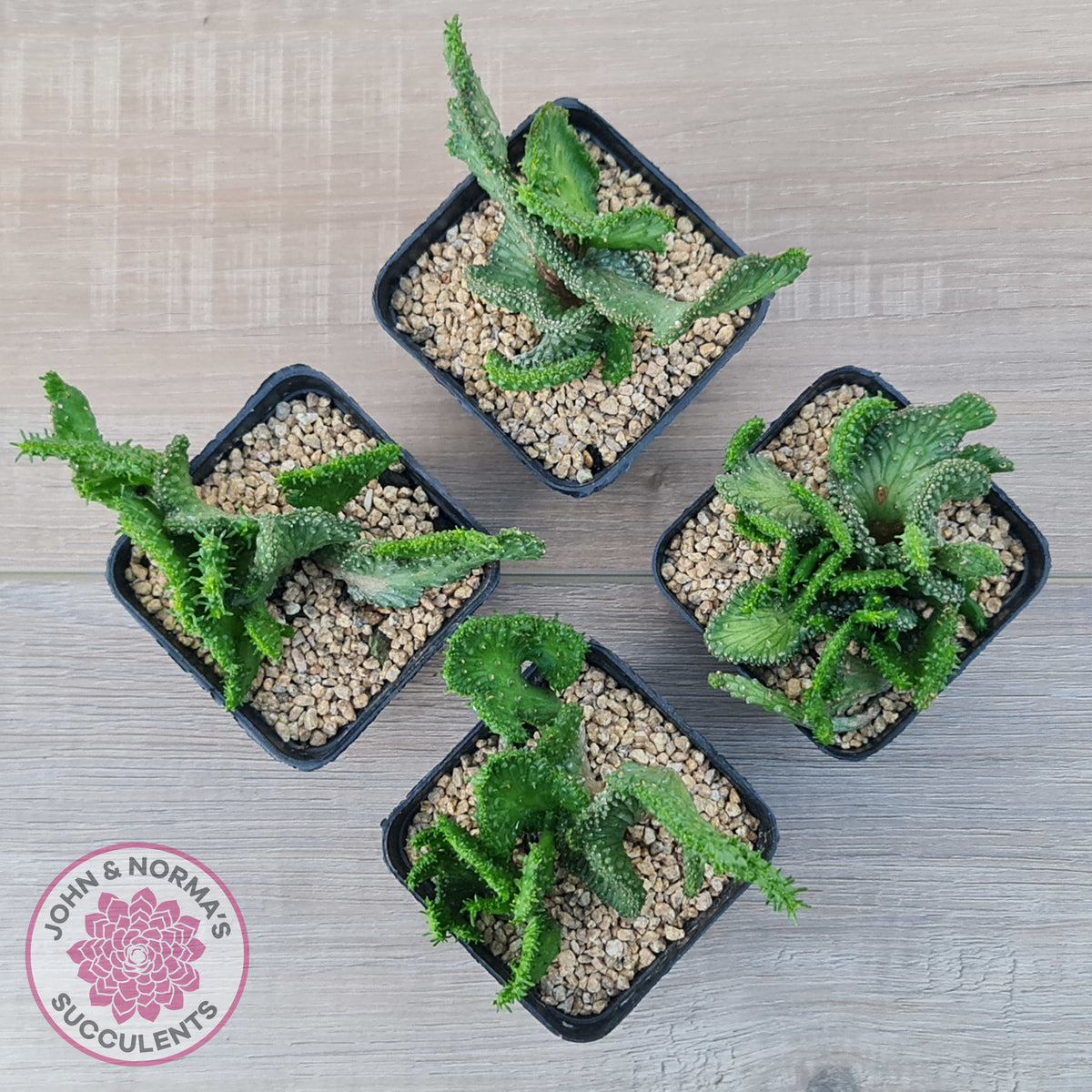 Euphorbia Flanaganii Crest