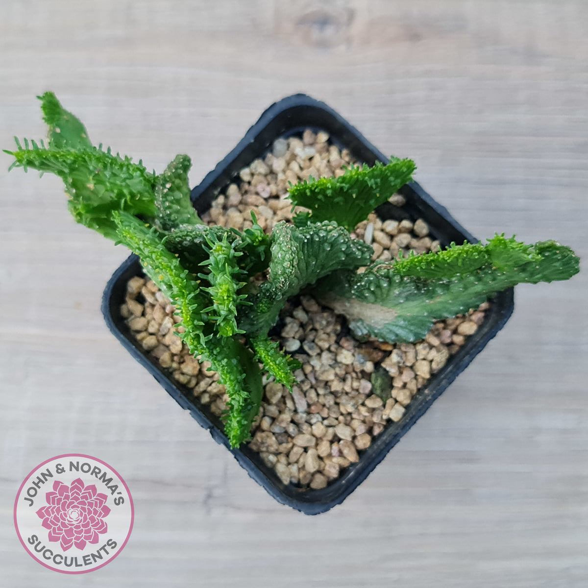 Euphorbia Flanaganii Crest