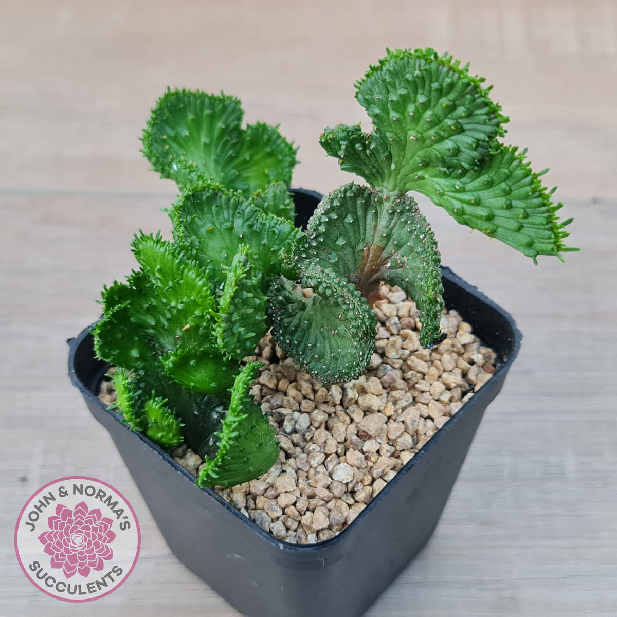 Euphorbia Flanaganii Crest