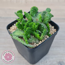 Load image into Gallery viewer, Euphorbia Flanaganii Crest
