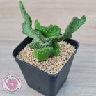 Euphorbia Flanaganii Crest
