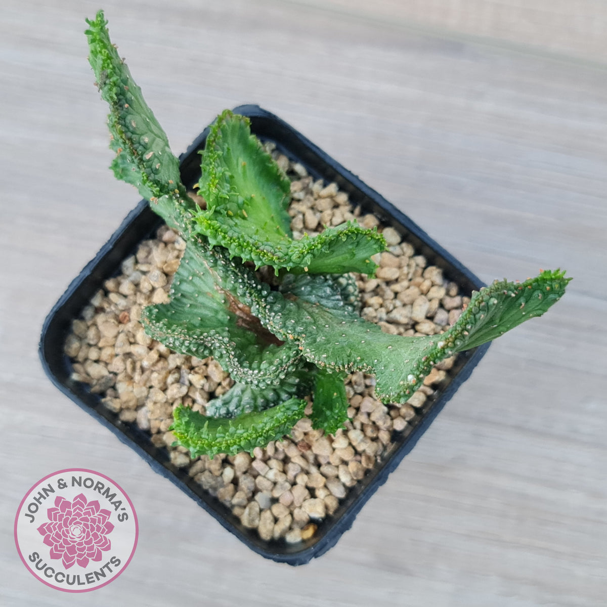 Euphorbia Flanaganii Crest