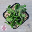 Euphorbia Flanaganii Crest