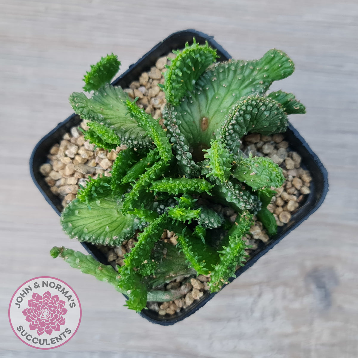 Euphorbia Flanaganii Crest