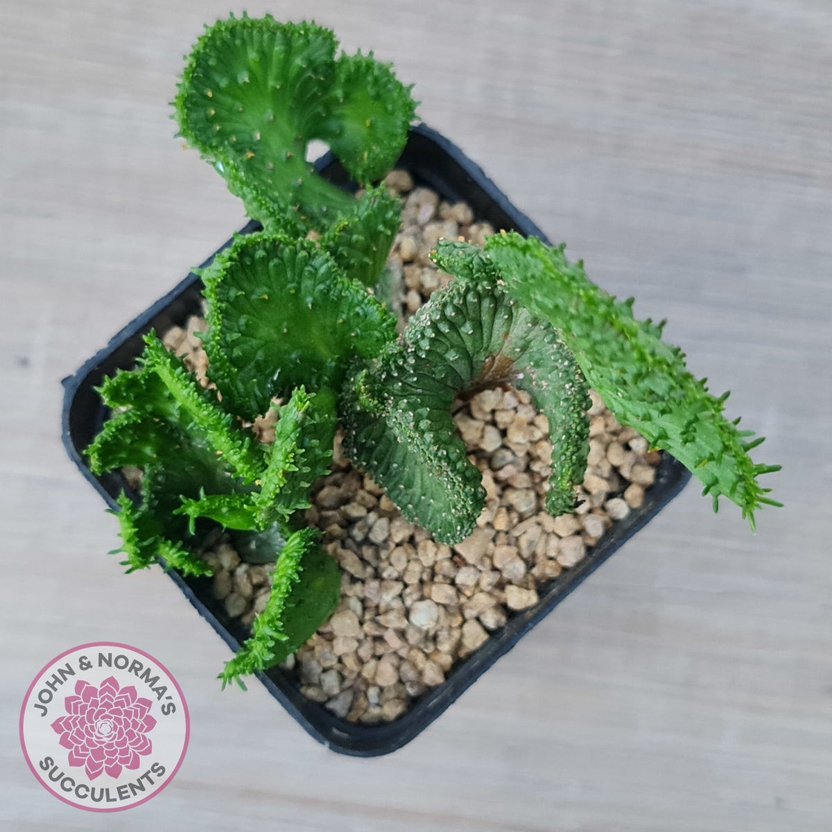 Euphorbia Flanaganii Crest