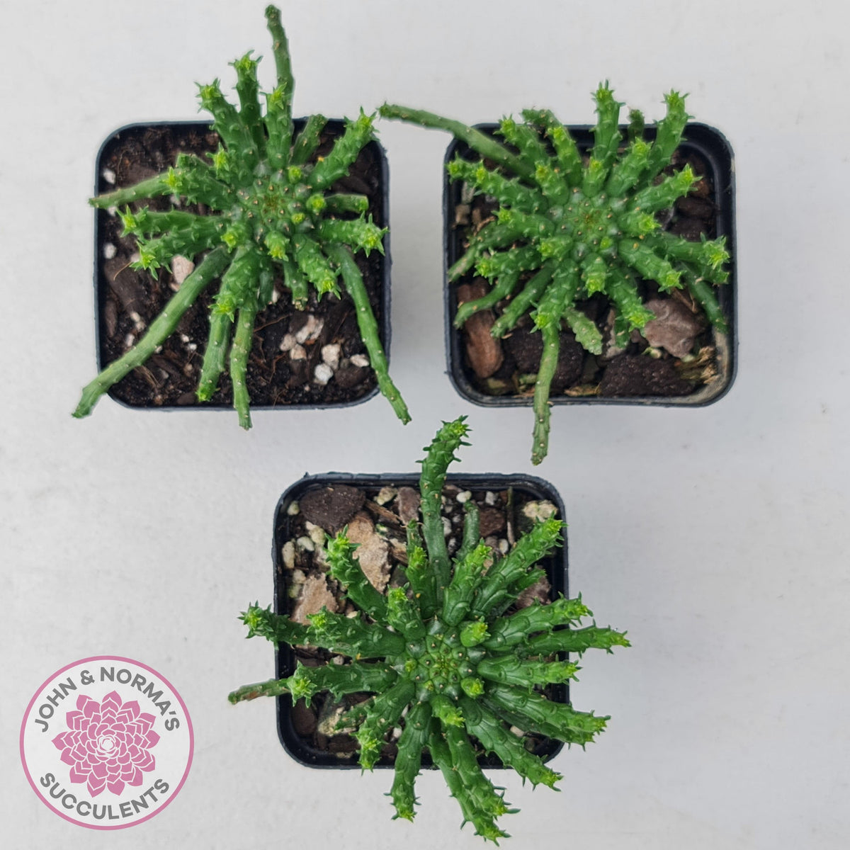 Euphorbia flanaganii - Medusa's Head