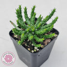 Euphorbia flanaganii - Medusa's Head