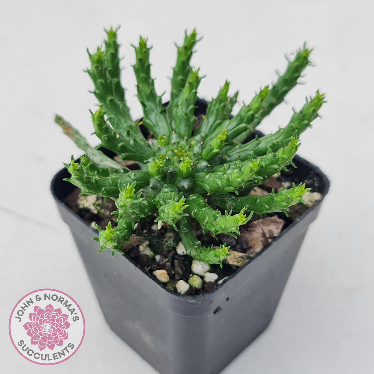 Euphorbia flanaganii - Medusa's Head