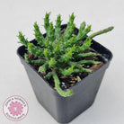Euphorbia flanaganii - Medusa's Head