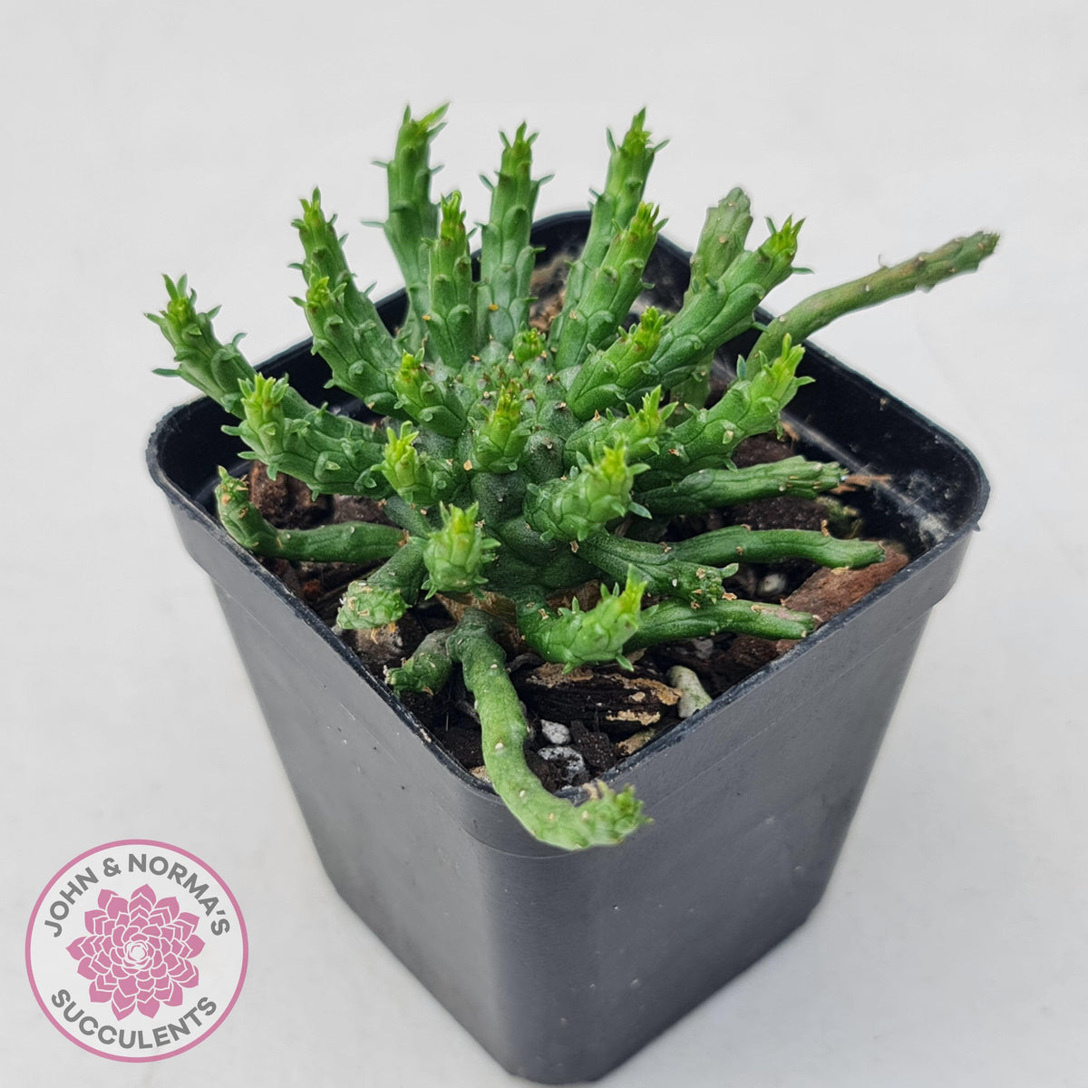Euphorbia flanaganii - Medusa's Head
