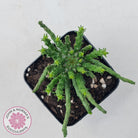 Euphorbia flanaganii - Medusa's Head