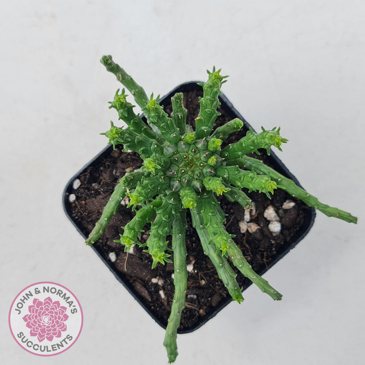 Euphorbia flanaganii - Medusa's Head
