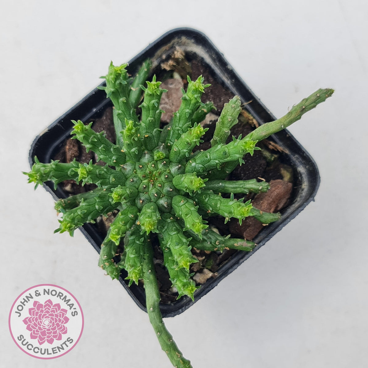 Euphorbia flanaganii - Medusa's Head