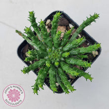 Load image into Gallery viewer, Euphorbia flanaganii - Medusa&#39;s Head - John &amp; Norma&#39;s Succulents Australia
