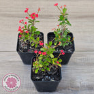 Euphorbia 'Milii Red' Crown of Thorns