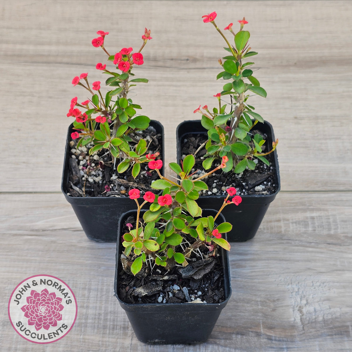 Euphorbia 'Milii Red' Crown of Thorns