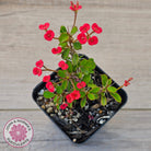 Euphorbia 'Milii Red' Crown of Thorns