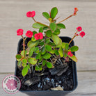 Euphorbia 'Milii Red' Crown of Thorns