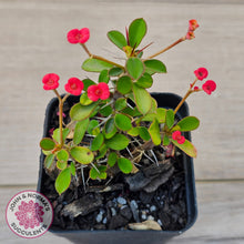 Load image into Gallery viewer, Euphorbia 'Milii Red' Crown of Thorns
